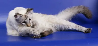 Балинезийская кошка, яркие голубые …» — создано в Шедевруме