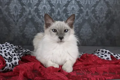 Балинезийская кошка: фото, описание породы
