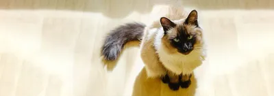 Красивая кошка балинезийский сил …» — создано в Шедевруме