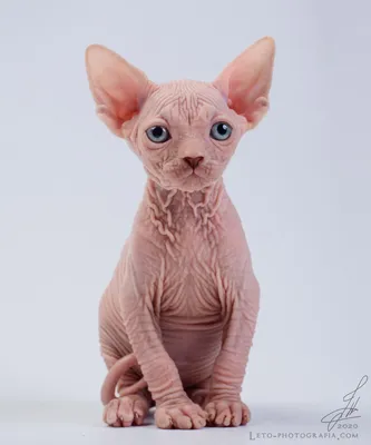 Порода кошек бамбино: фото, описание, видео