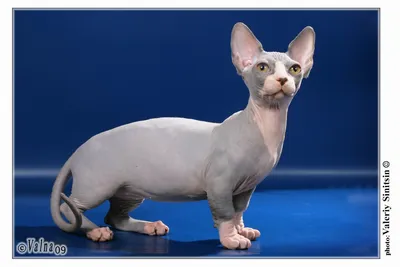 Бамбино - кот сфинкс бежевого цвета» — создано в Шедевруме