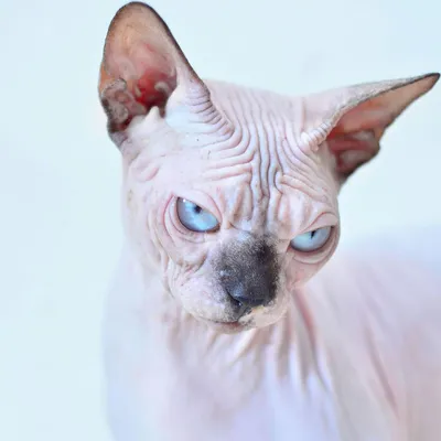 Порода кошки бамбино: характеристики, фото, характер, правила ухода и  содержания - Petstory