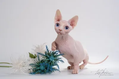 Бамбино (Bambino) - очень редкая и милая порода бесшерстных кошек.  Ознакомьтесь с описанием породы, отзывами владельцев и фотографиями,  прежде, чем завести у себя дома.