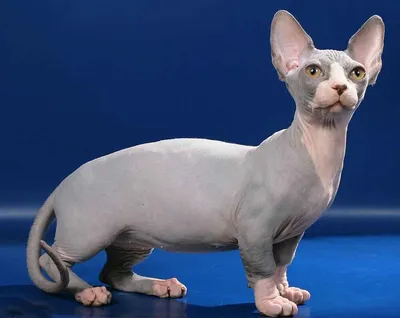 Карликовый бамбино кот лысый кот с…» — создано в Шедевруме