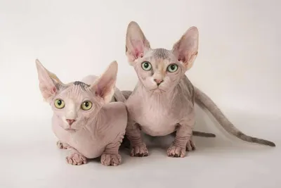 Sell bambino and Sphynx males – ADS4PETS
