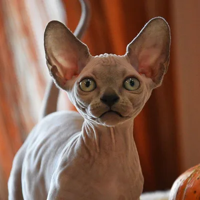 Котёнок породы бамбино. – купить в Москве, цена 85 000 руб., продано 6  августа 2019 – Кошки