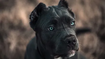 Американский бандог собака: фото, характер, описание породы