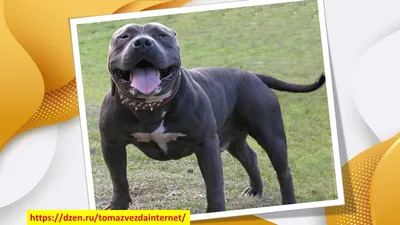 Бандог - описание породы собак: характер, особенности поведения, размер,  отзывы и фото - Питомцы Mail.ru