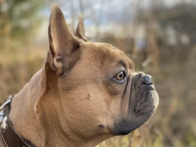 Американский бандог фото — описание породы собак американский бандог