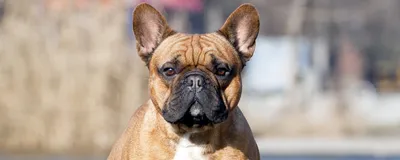 Порода собак американский бандог (сфинфордский бендог): фото, плюсы и  минусы, описание характера, здоровья и болезней, цены на щенков |  Pro-Animal.ru