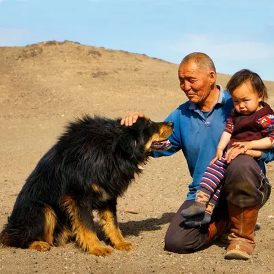 Монгольская овчарка банхар - описание породы и характер собаки