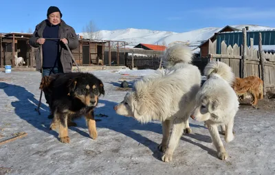 Монгольская овчарка (банхар) — фото, описание породы собак, характер,  особенности ухода и содержания
