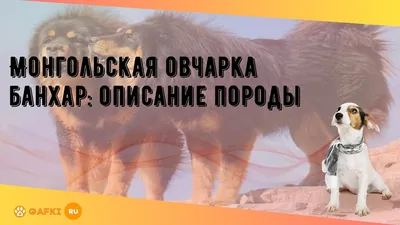 Монгольская порода собак (65 фото) - картинки sobakovod.club