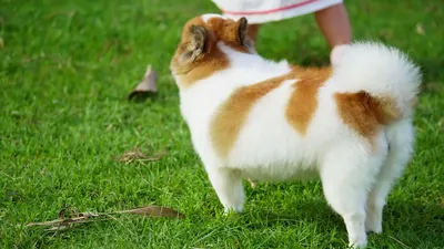 Стоковое видео категории «Премиум» — Пушистая породистая померанская собака  идет по зеленой лужайке