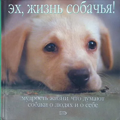 Страна любви: 10 пород собак родом из Франции - Питомцы Mail.ru