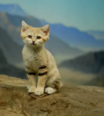 Барханный кот: Самый мелкий вид кошек | Книга животных | Дзен