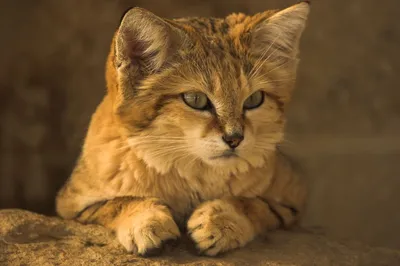 Неизвестные дикие кошки: барханный кот — МетеоЖурнал