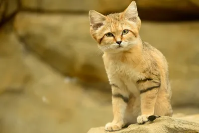 Туран-ТВ - ✨ Барханный кот - это самая мелкая дикая кошка. Размером она  даже меньше домашней кошки, однако голова у барханной кошки большая,  широкая и приплюснутая. ⠀ 🐱 Встретив его в дикой