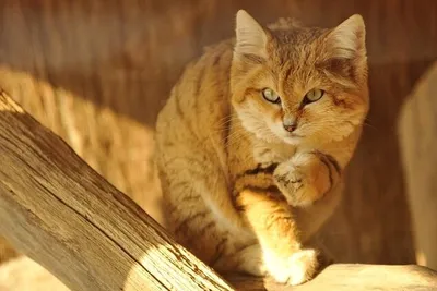 Барханный кот (Фауна Казахстана) · iNaturalist