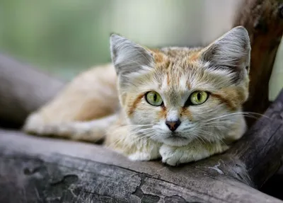 Песчаная кошка – дикая кошка из пустынь, стоимость которой начинается от  500 000 рублей. Объясняю, что в ней такого особенного | Объясняю на пальцах  | Дзен