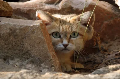 Барханная кошка - специалист по выживанию в пустыне | Пикабу