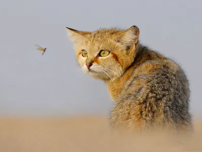 На что пошли ученые, чтобы добыть фотографии редчайшего барханного кота »  Кошка Ветра