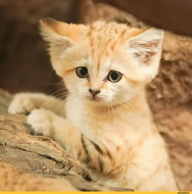 Барханный кот. Самый маленький представитель диких кошачьих | Животные  мира|Редкие животные | Дзен