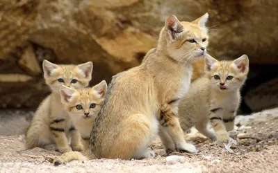 Барханный кот - самый мелкий вид кошек в дикой природе | Мир домашних  животных | Дзен