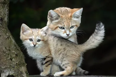 Даже будучи взрослыми, дикие Барханные кошки выглядят как котята