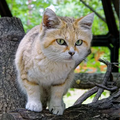 5 интересных фактов о барханной кошке