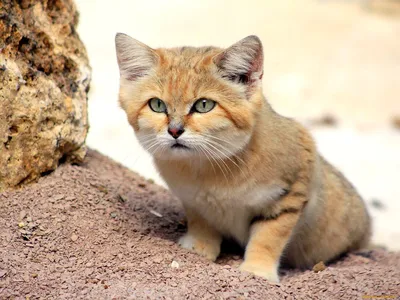 Барханная кошка из Франции теперь живет в Новосибирском зоопарке