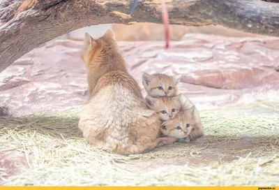 Домой бы одного такого»: барханные коты из Новосибирского зоопарка умилили  соцсети - KP.RU
