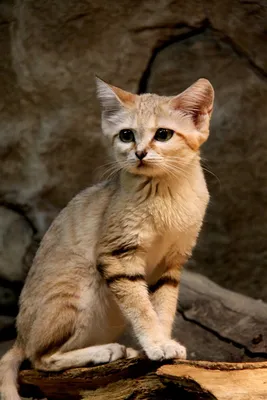 Барханный кот: Самый мелкий вид кошек | Пикабу