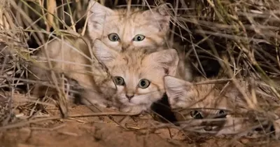Барханный кот - житель пустыни | Пикабу