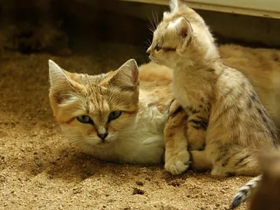 Барханная кошка - специалист по выживанию в пустыни