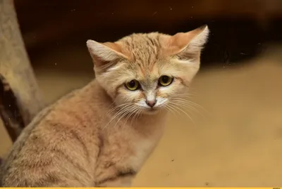 Экзотические животные: барханный кот | Пикабу