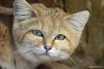 Котята барханной кошки | Пикабу