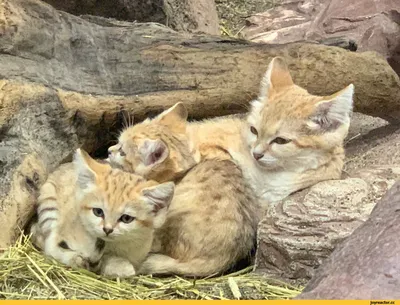 В зоопарке Израиля родился редкий барханный котенок