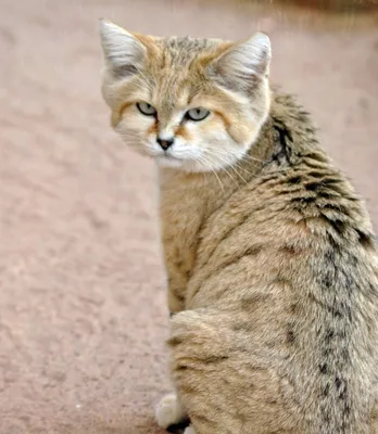 Почему кошки в пустыне не пьют воду, не оставляют следов и не имеют запаха:  секреты барханного кота / Оффтопик / iXBT Live