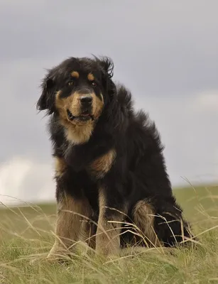 Монгольская овчарка - банхар: характеристики породы собаки, фото, характер,  правила ухода и содержания - Petstory