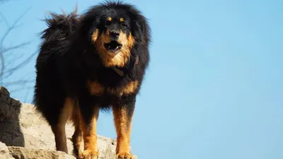 Зарегистрируют монгольскую собаку банхар