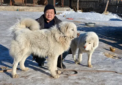 Щенки монгольской овчарки банхара из питомника «Монголдог» — собаки-целители  для семьи – купить с рук, город Санкт-Петербург