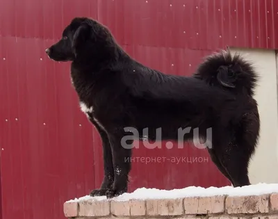 Пропала собака на Осеченской улице, Монгольская овчарка «банхар» | Pet911.ru
