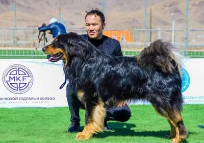 Бурят-монгольский волкодав (Buryat Mongolian Wolfhound) - это спокойная и  уравновешенная порода собак. Описание, фото и отзывы.