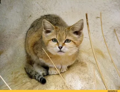 Барханный кот (другие названия – барханная кошка, песчаный кот) – хищник,  принадлежащий к семейству кошачьих. Латинское название представителей  данно... / барханный кот :: длиннопост :: котэ - JoyReactor