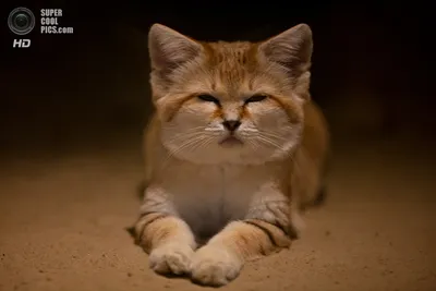 Песчаный кот, или барханная кошка (лат. Felis margarita). Обсуждение на  LiveInternet - Российский Сервис Онлайн-Дневников