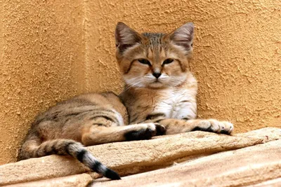 Песчаный кот, или барханная кошка (лат. Felis margarita). Обсуждение на  LiveInternet - Российский Сервис Онлайн-Дневников