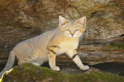 Барханный кот или песчаный кот (лат