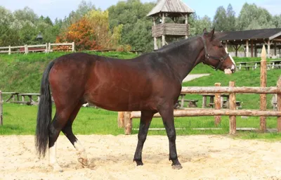 Башкирская лошадь фото 