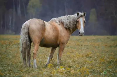 Башкирская порода лошадей - 72 фото